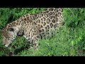 Enlace a ¡BRUTAL! Un jaguar se lanza de cabeza al río a cazar un caimán